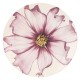 Сервіз обідній Rose&Tulipani Cosmea для 6 осіб, столовий посуд для святкових обідів